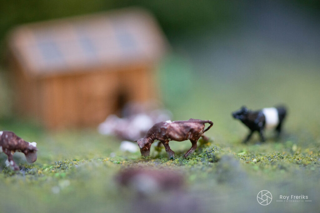Miniatuur koeien bij een schuur