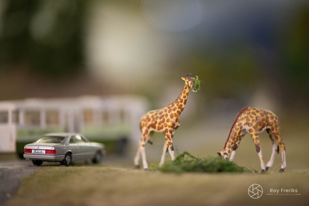 Miniatuur giraffen naast een auto
