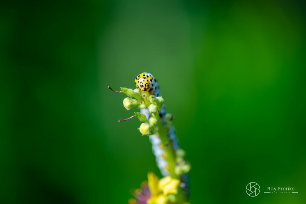 Geel lieveheersbeestje op een plantenstengel
