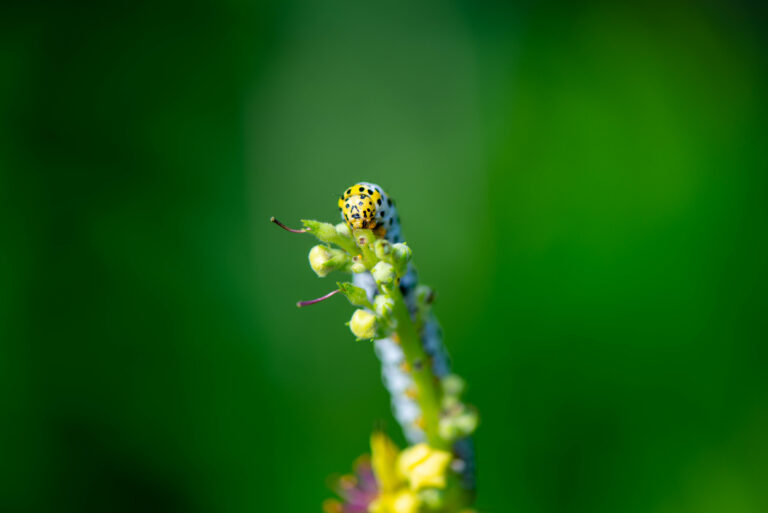 Macro / Close up