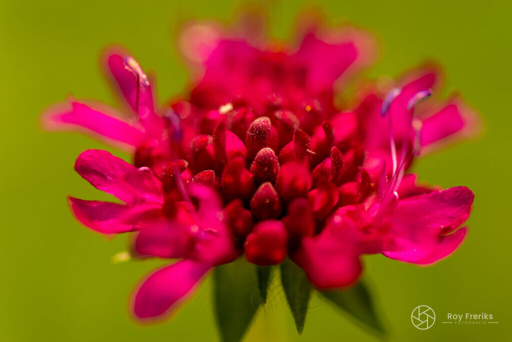 Close-up van een roze bloem