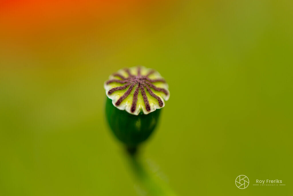 Zaaddoos van een papaver