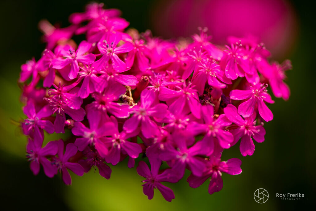 Close-up van een tros roze bloemetjes