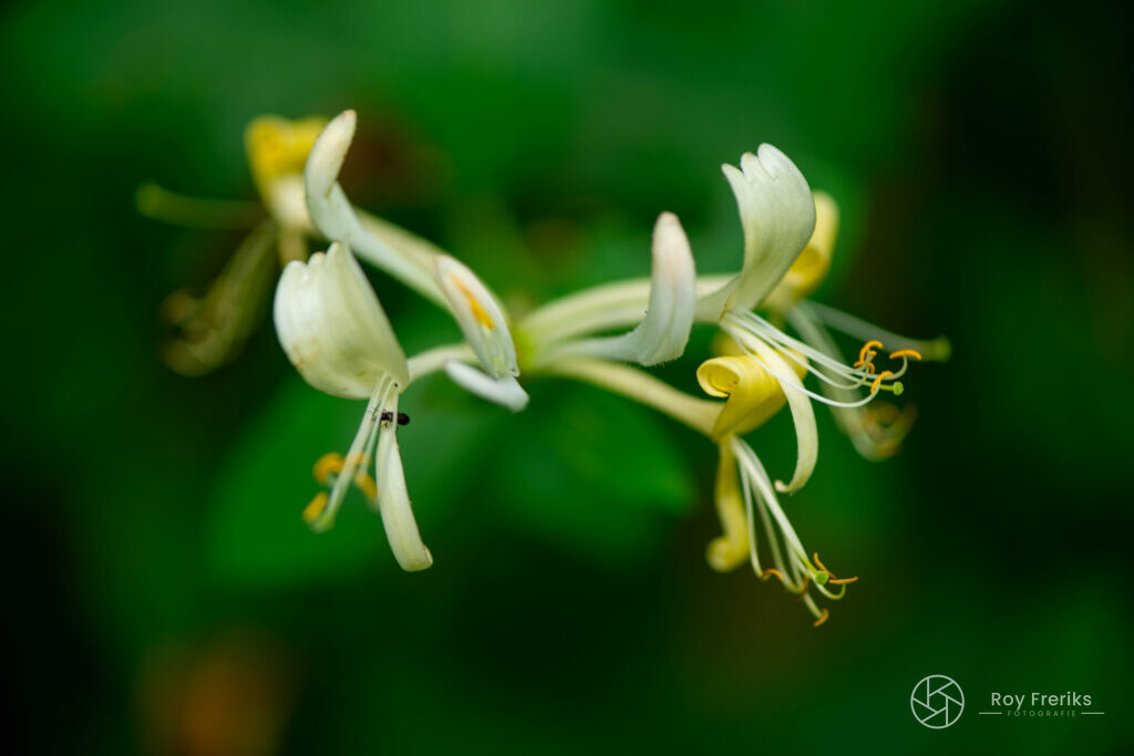 Witte kamperfoeliebloemen