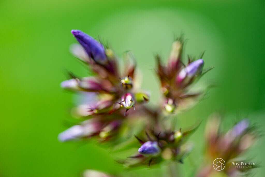 Paarse bloemen tegen een groene achtergrond