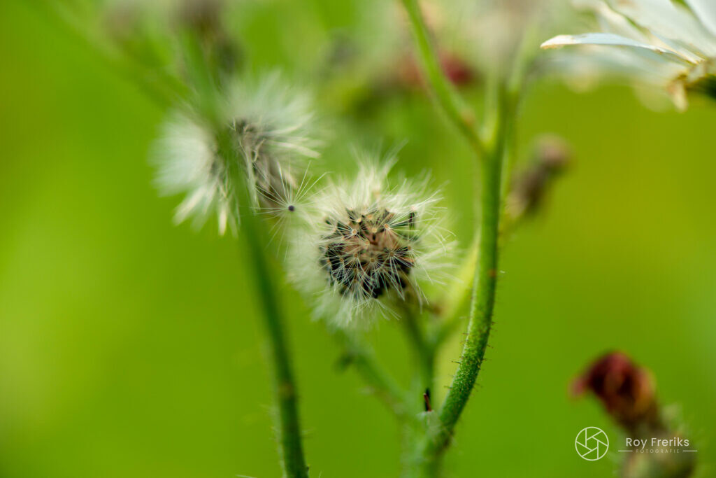 Uitgebloeide paardenbloem tussen het groen