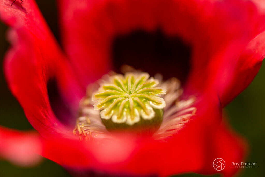 Close-up van een rode papaver