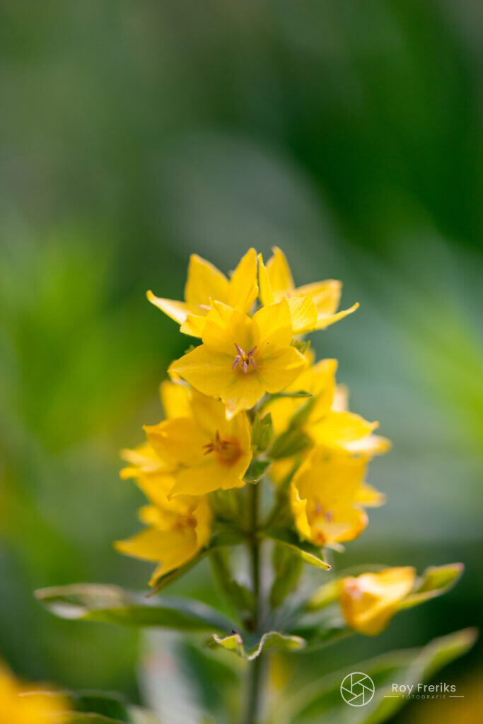 Gele bloemetjes van dichtbij
