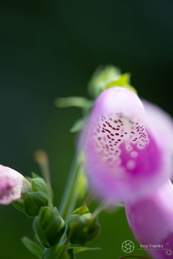 Roze vingerhoedskruid