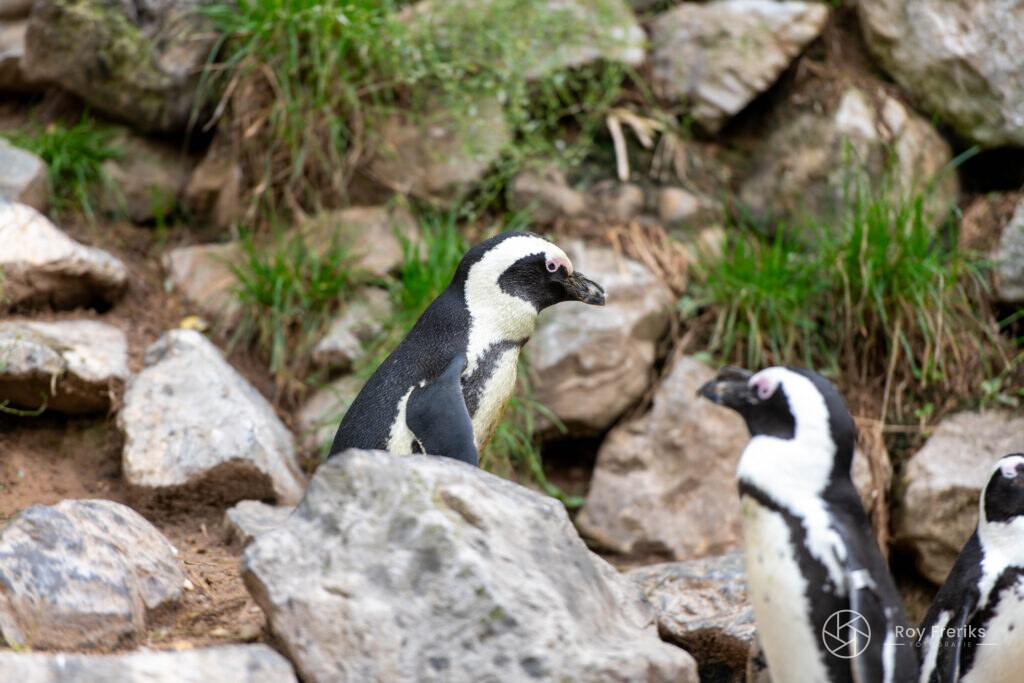 Pinguïns tussen de stenen