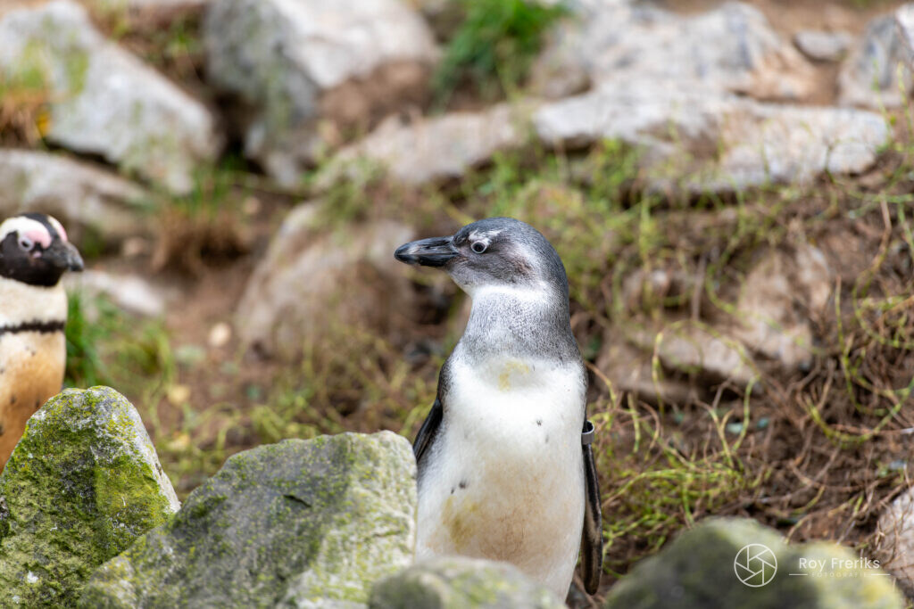 Pinguïn in profiel tussen de rotsen