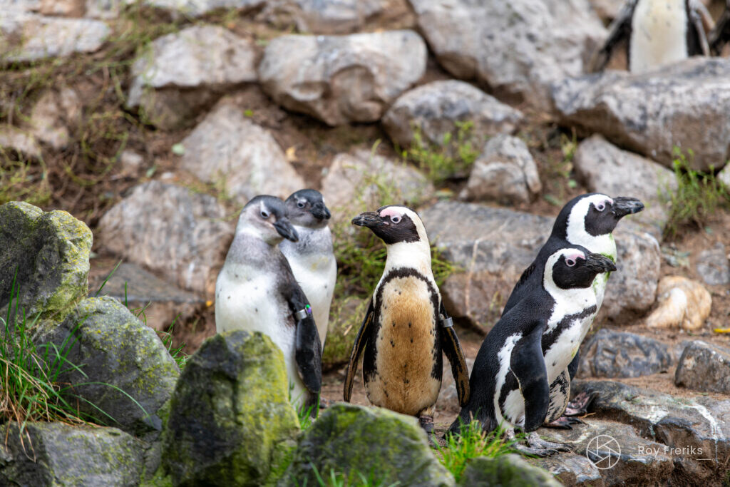 Vier pinguïns staan op de rotsen