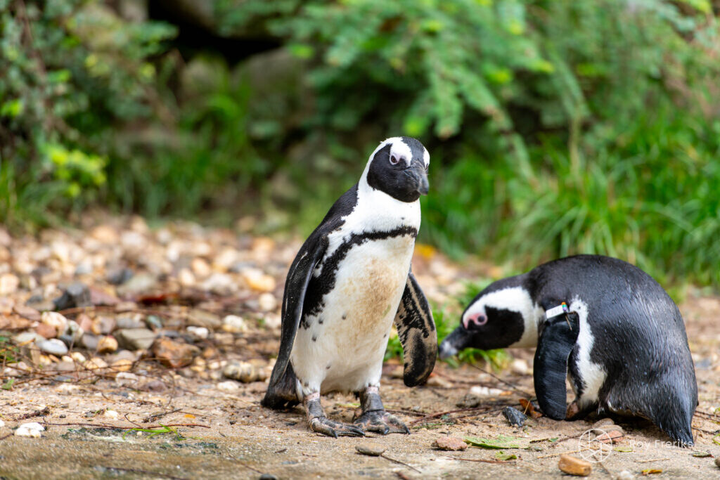 Twee pinguïns op het zand
