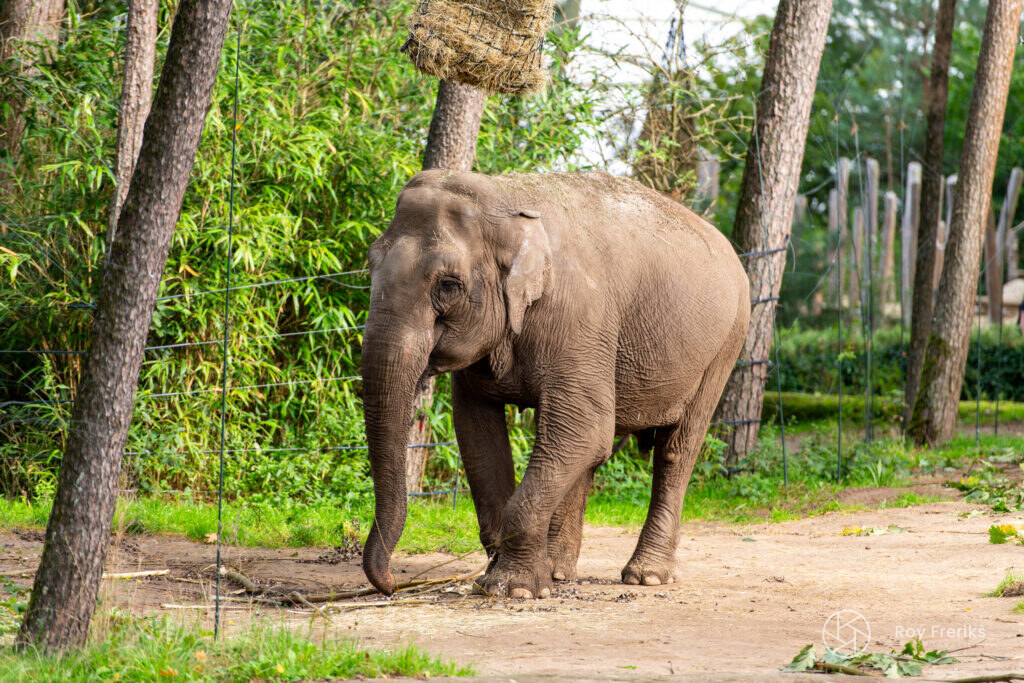 Olifant tussen de bomen