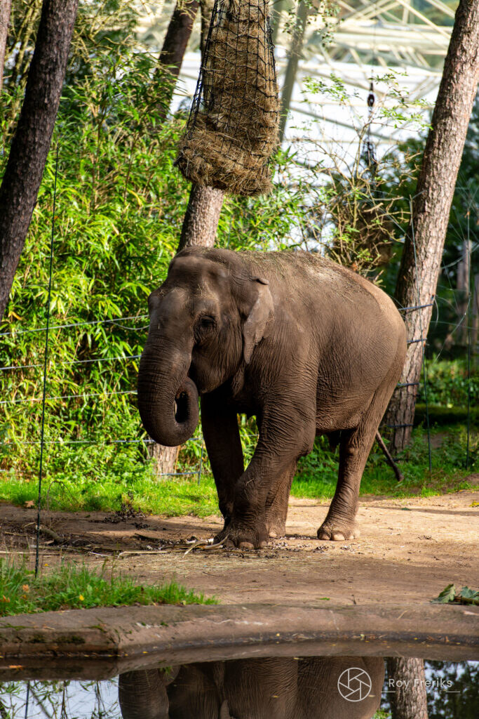 Olifant in het bos met hooiruif