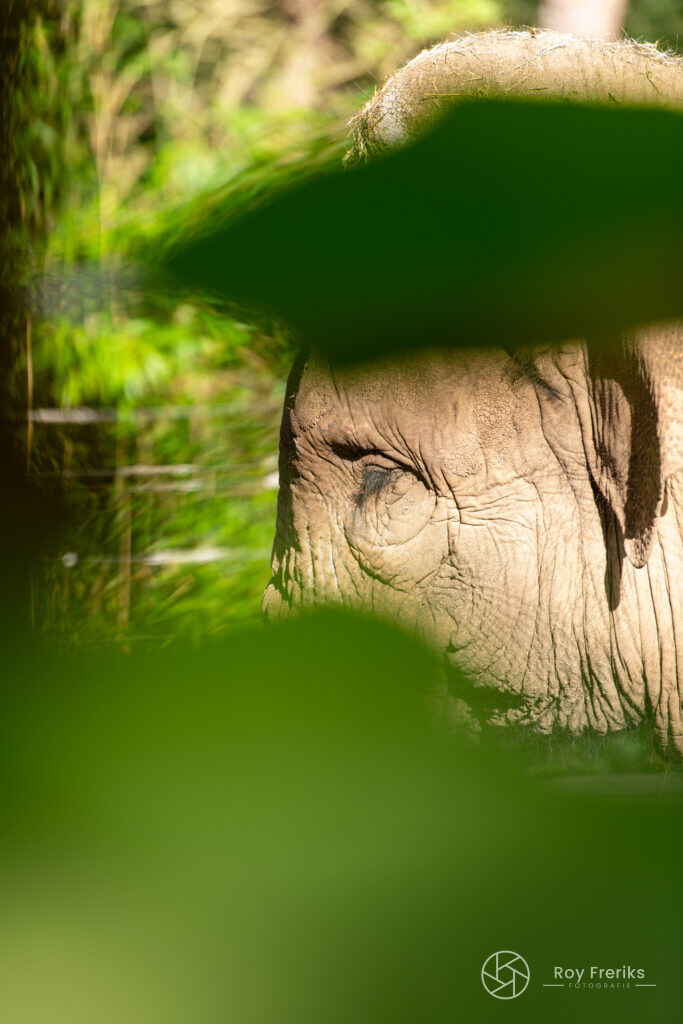 Olifant door de bladeren gefotografeerd