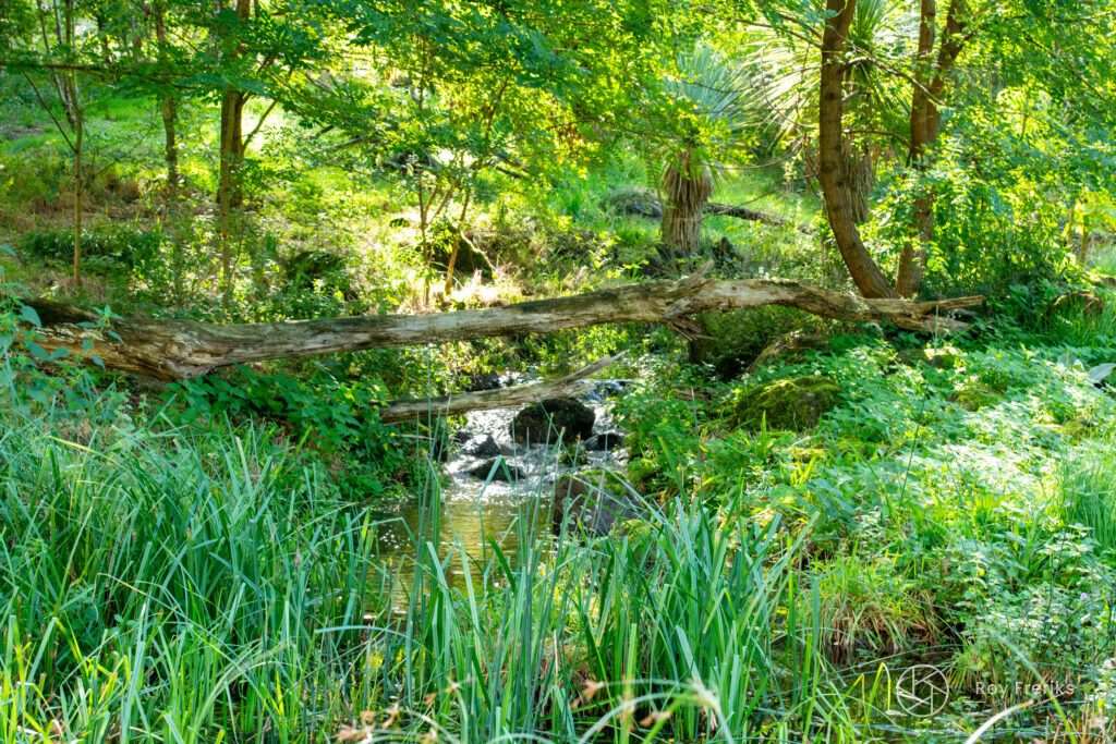 Groen bos met een beekje