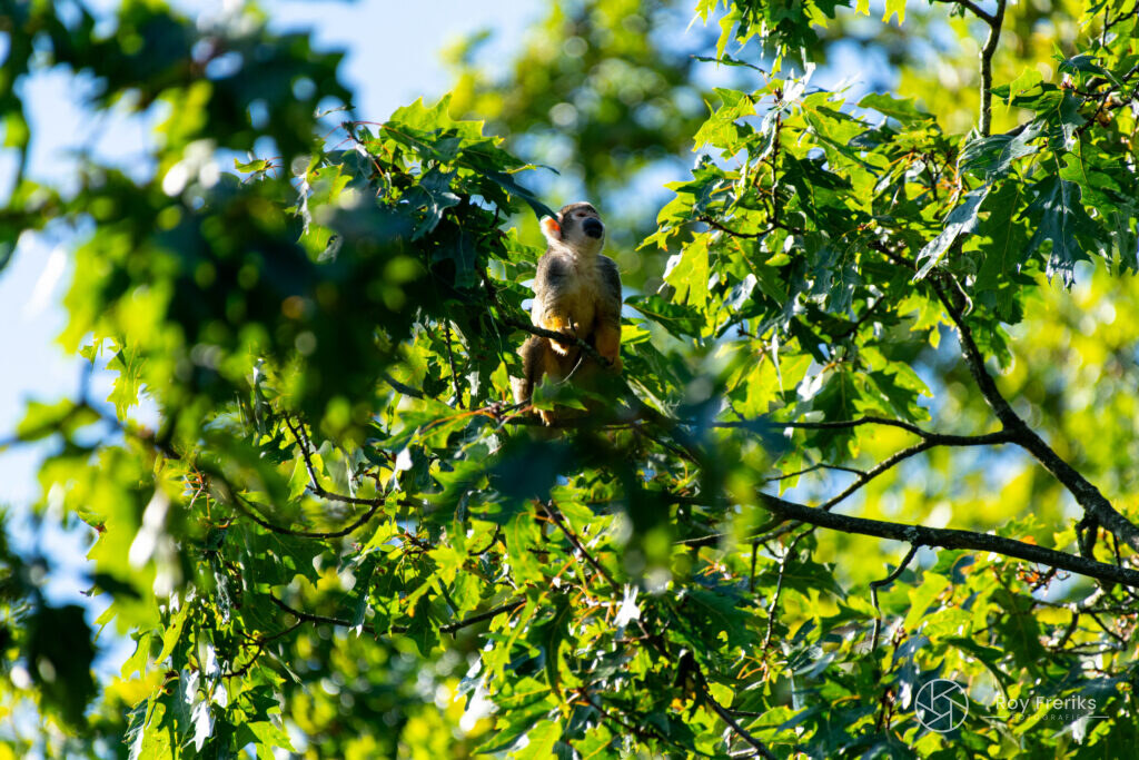 Stokstaartje in de boom