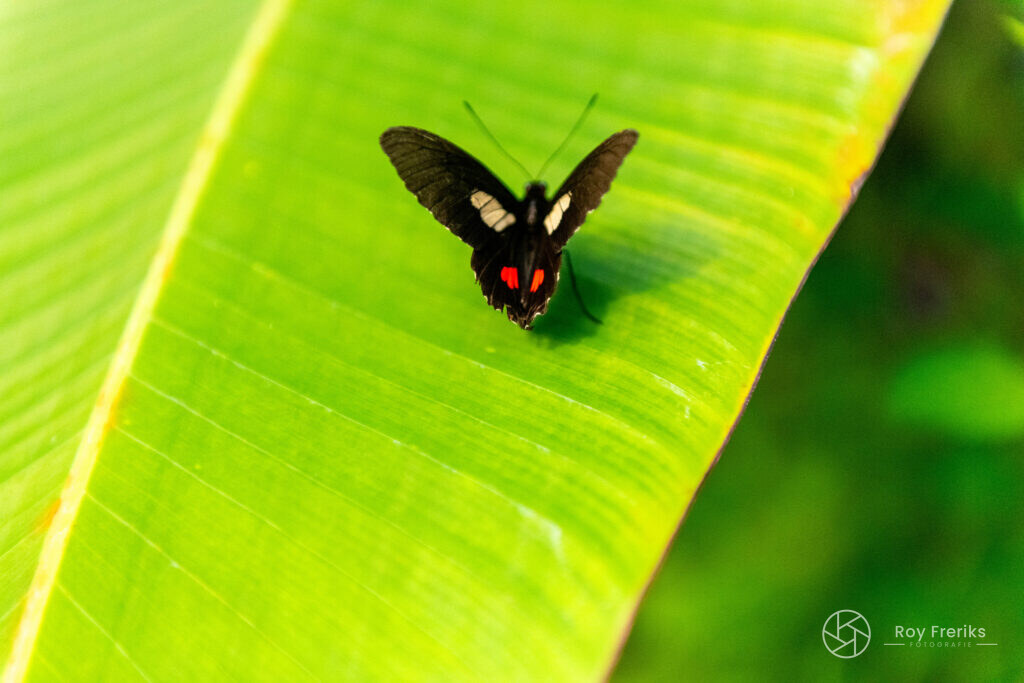 Rood-zwarte vlinder op een groen blad