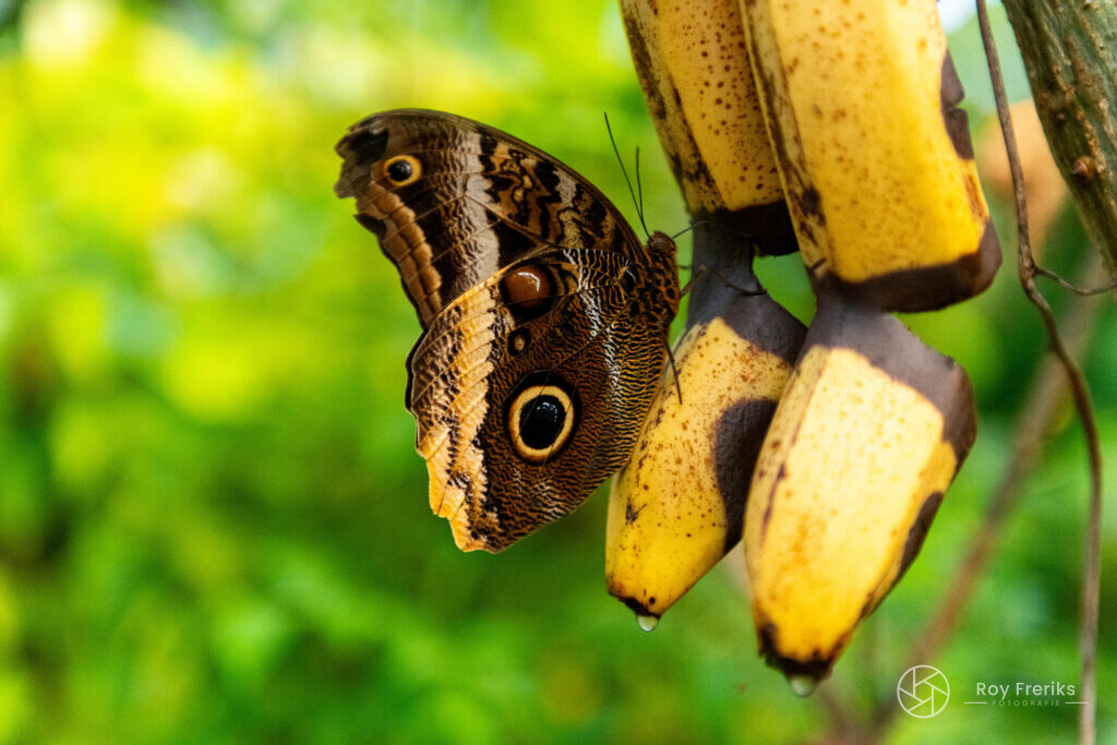 Uilvlinder op bananen