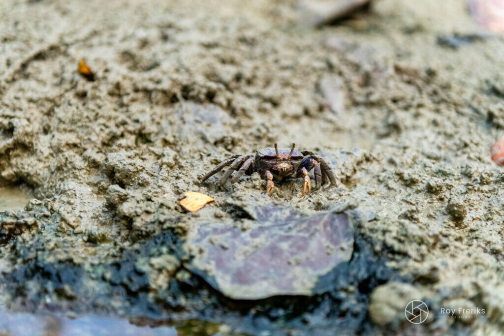 Kleine krab op het natte zand