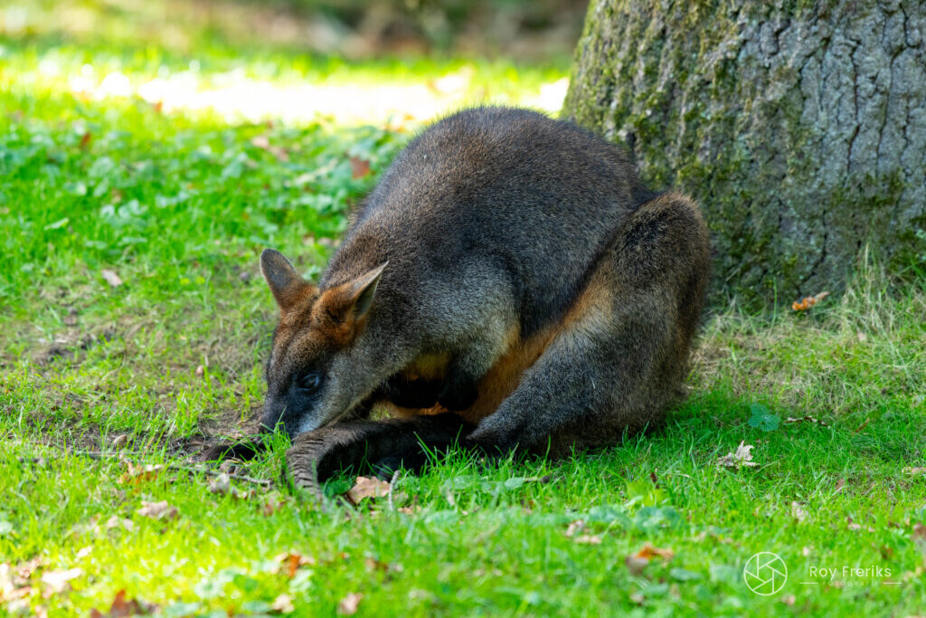 Wallaby buigt voorover in het gras