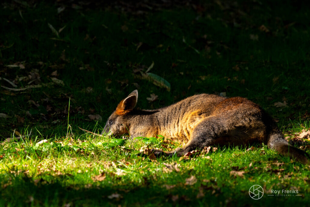 Wallaby ligt in het gras in de zon