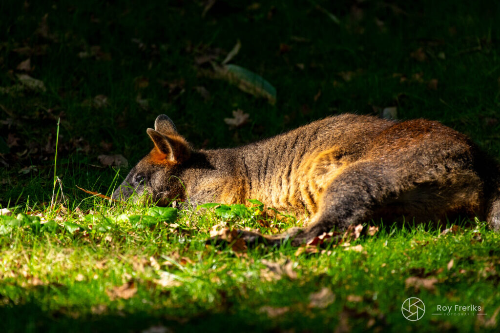Wallaby rust in het zonlicht