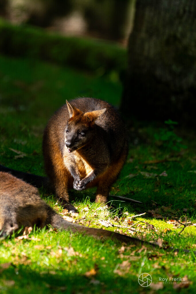 Wallaby zit in het gras