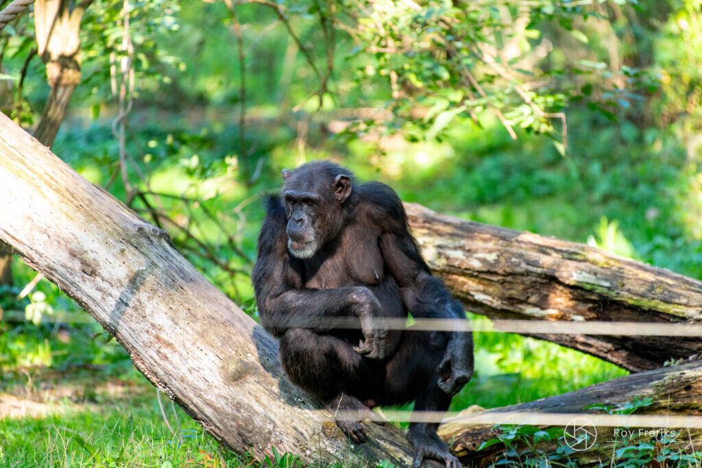 Chimpansee zit bij een boomstam