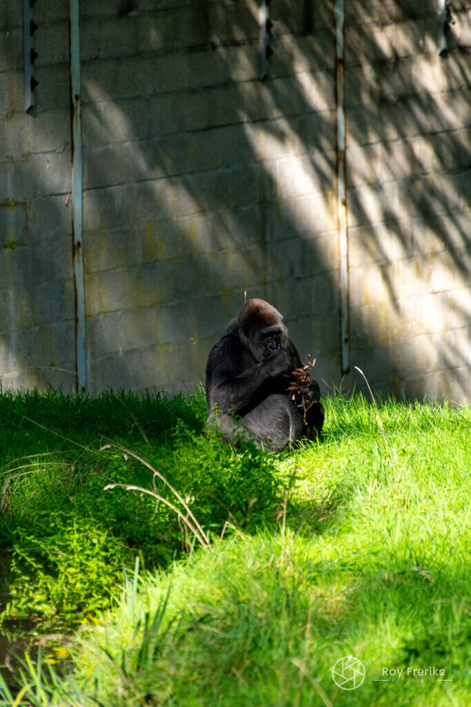 Gorilla zit in het gras bij een muur