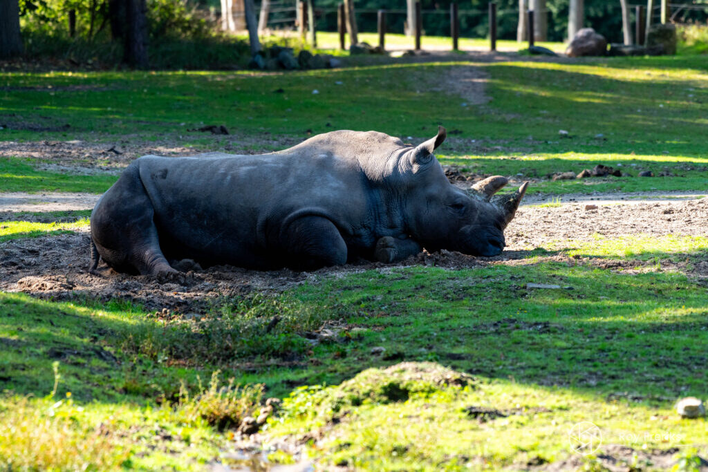 Neushoorn ligt op de savanne