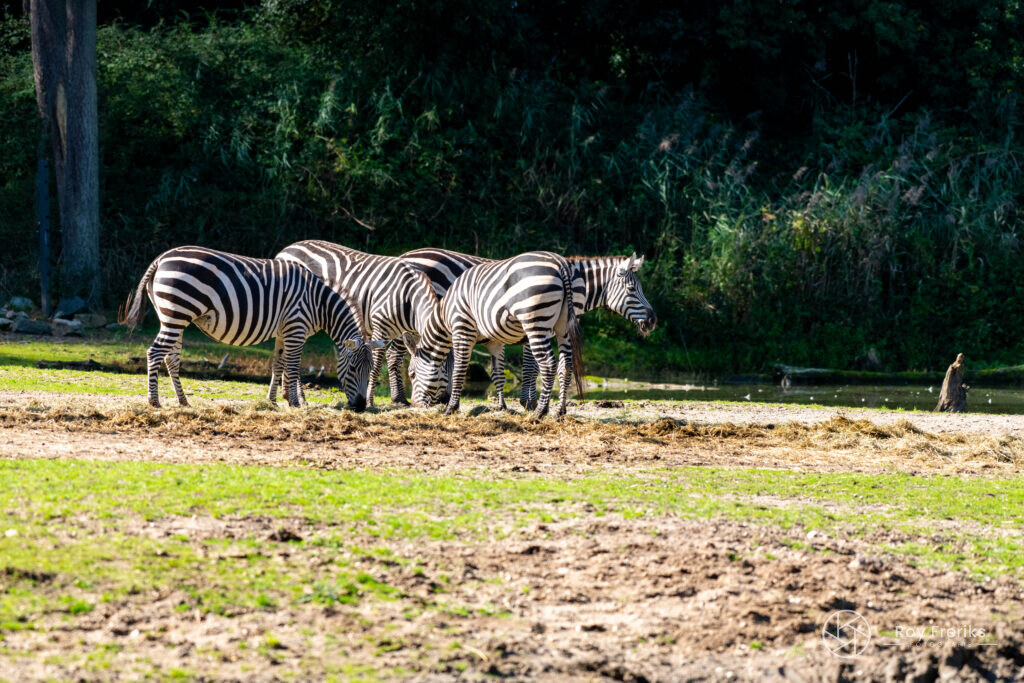 Groep zebra's op de savanne