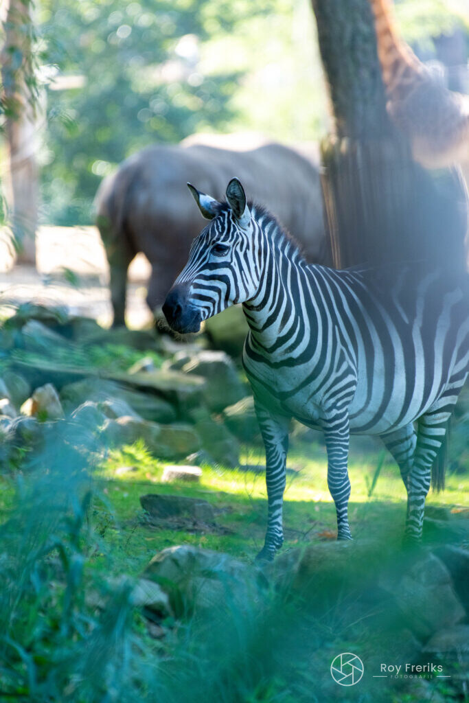 Zebra tussen de bomen met neushoorn op de achtergrond