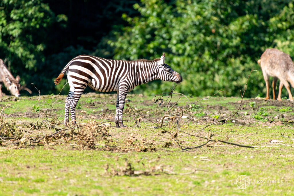 Zebra staat op de grasvlakte