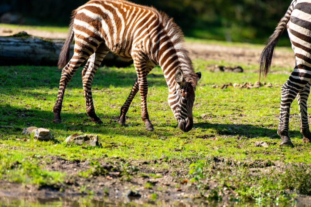 Zebra graast in het gras
