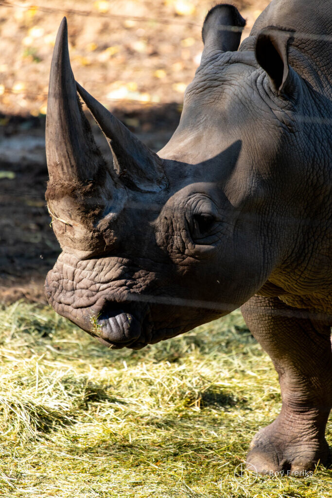 Neushoorn eet hooi van dichtbij
