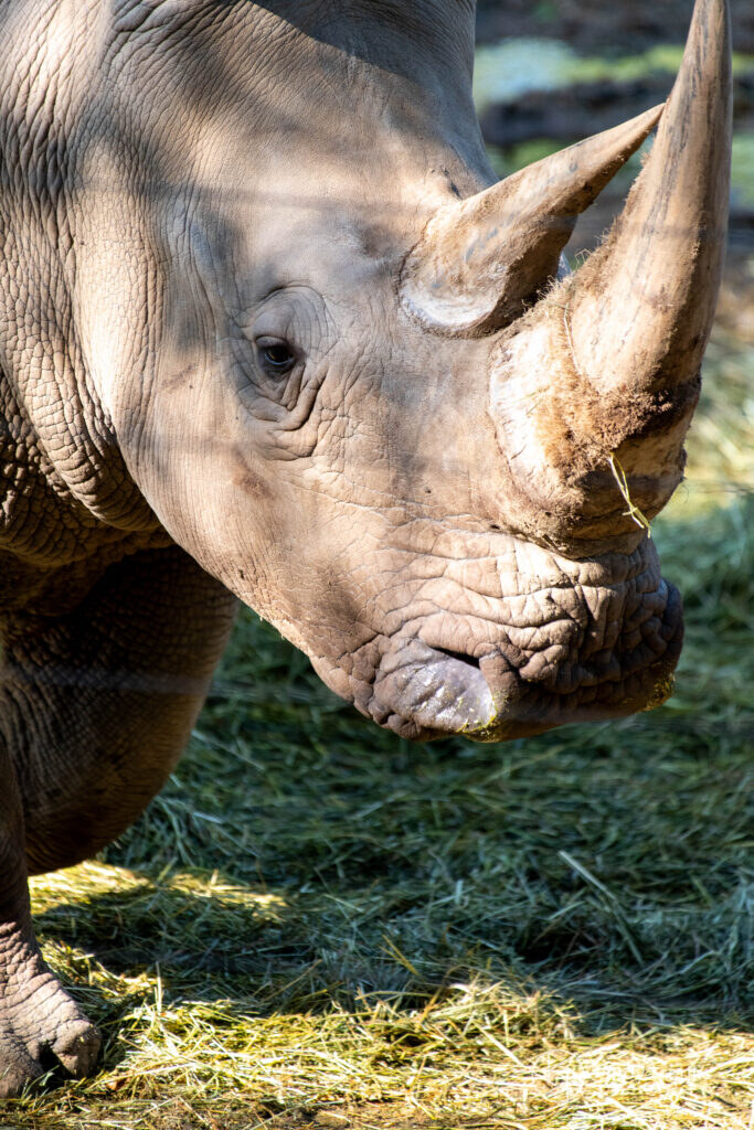 Close-up van de kop van een neushoorn
