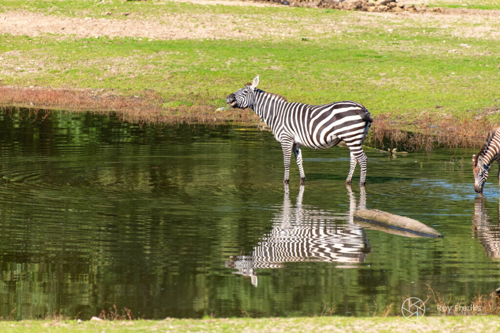 Zebra staat in het water met spiegelbeeld
