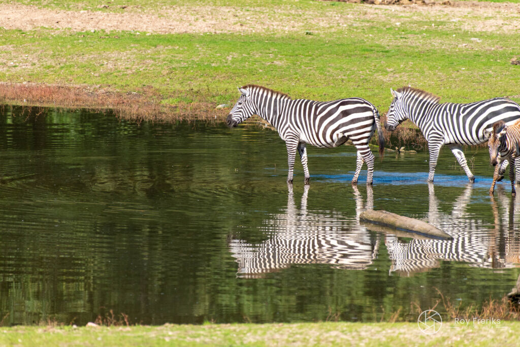 Twee zebra's in het water met spiegeling