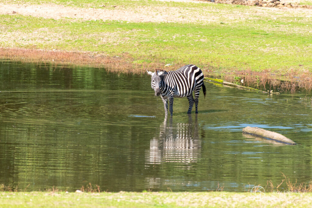 Zebra in het water