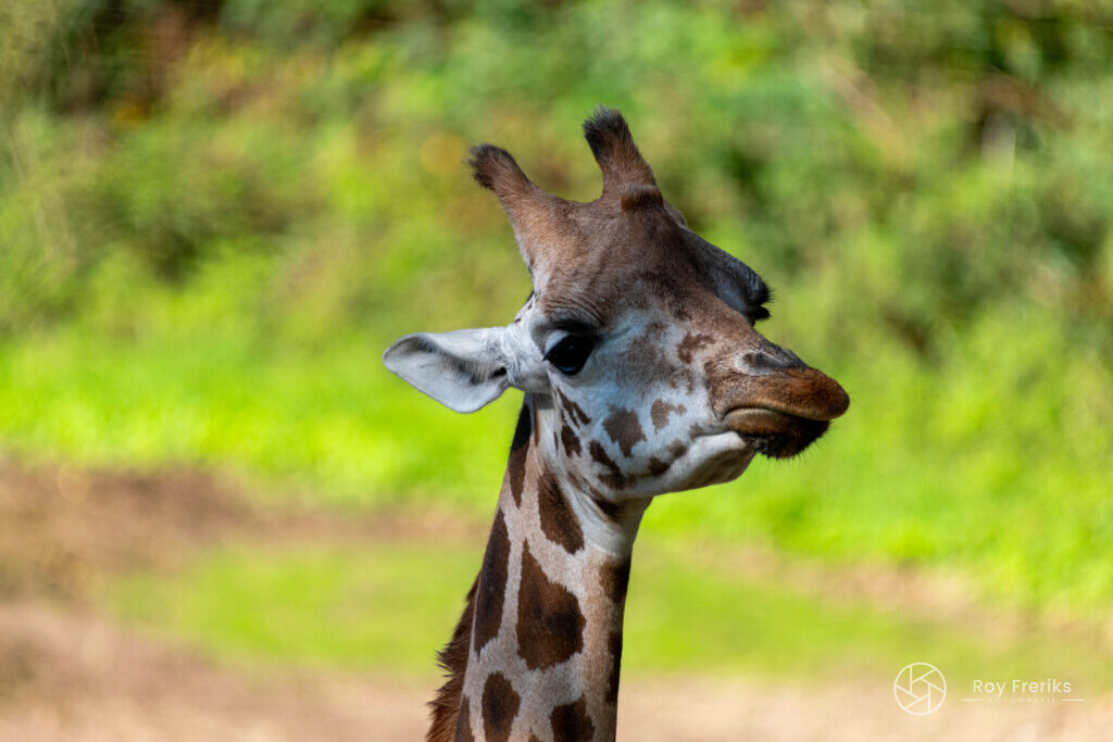 Close-up van een giraffenkop