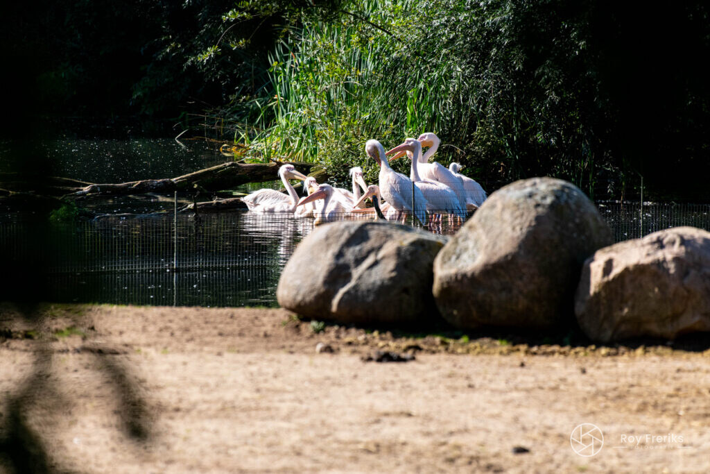 Groep pelikanen bij grote keien aan het water