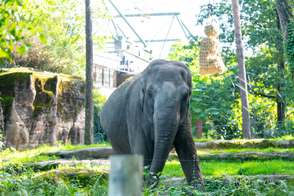 Olifant bij een houten paal