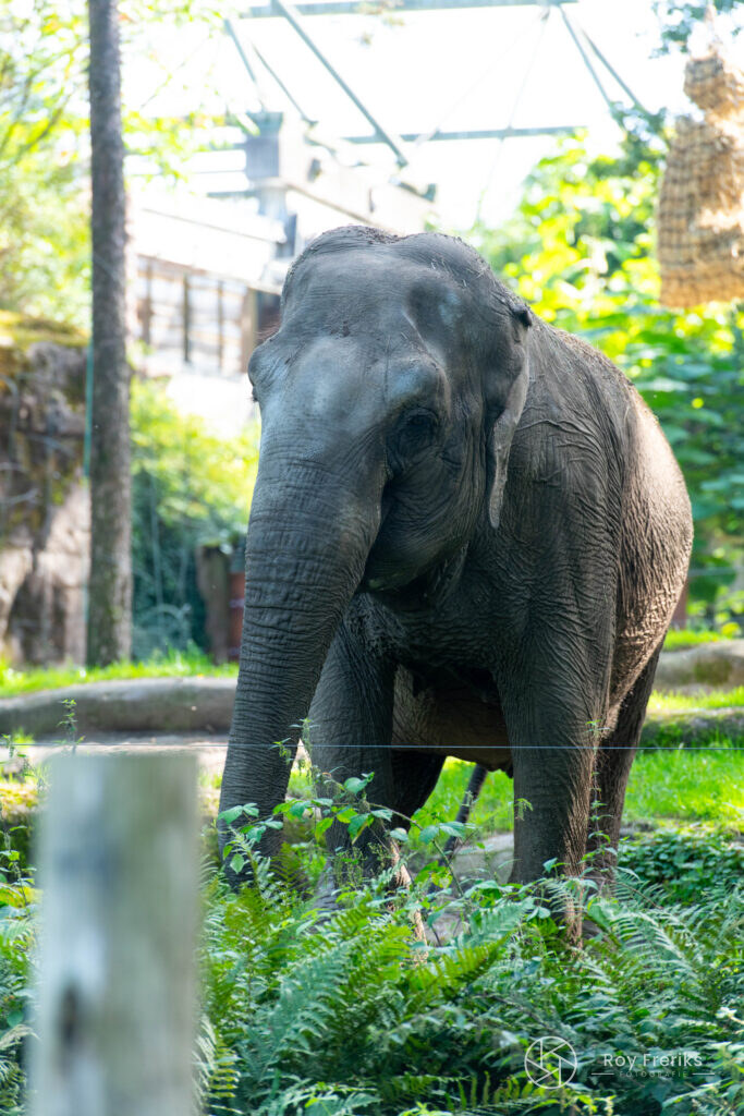 Olifant staat recht voor de camera