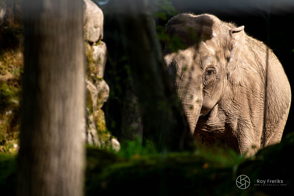 Olifant tussen boomstammen in de schaduw