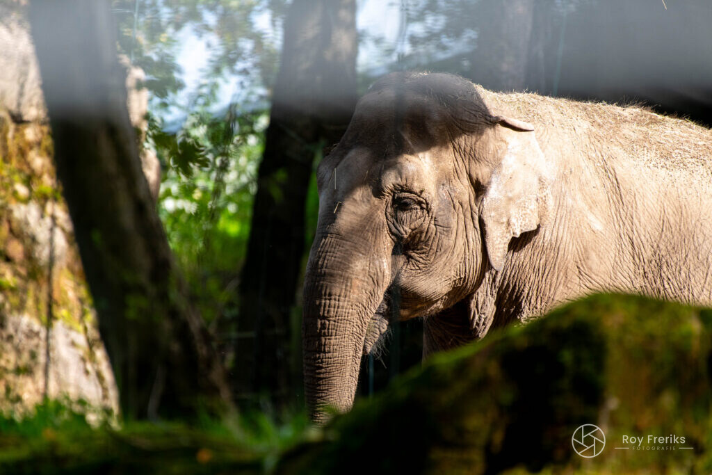 Olifant in het gefilterde licht
