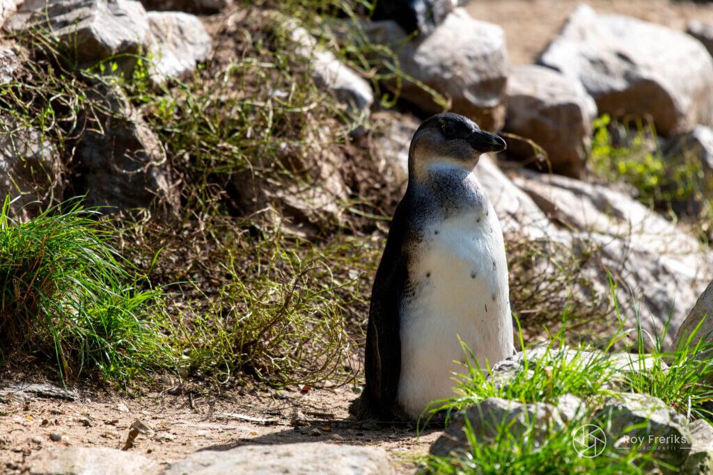 Jonge pinguïn tussen de rotsen