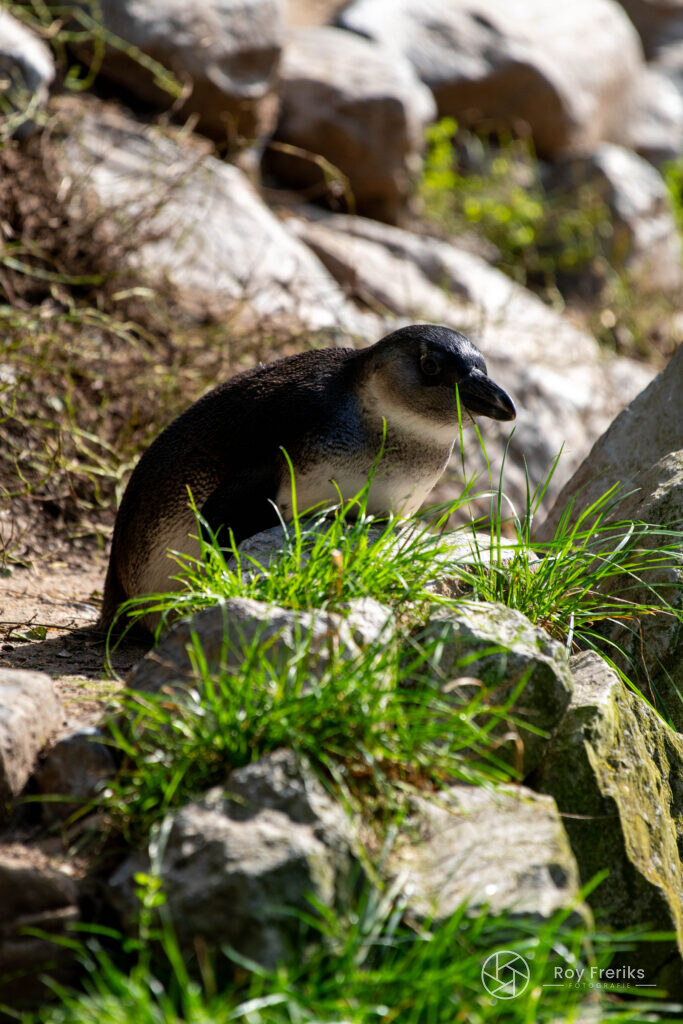 Pinguïn verscholen tussen gras en rotsen