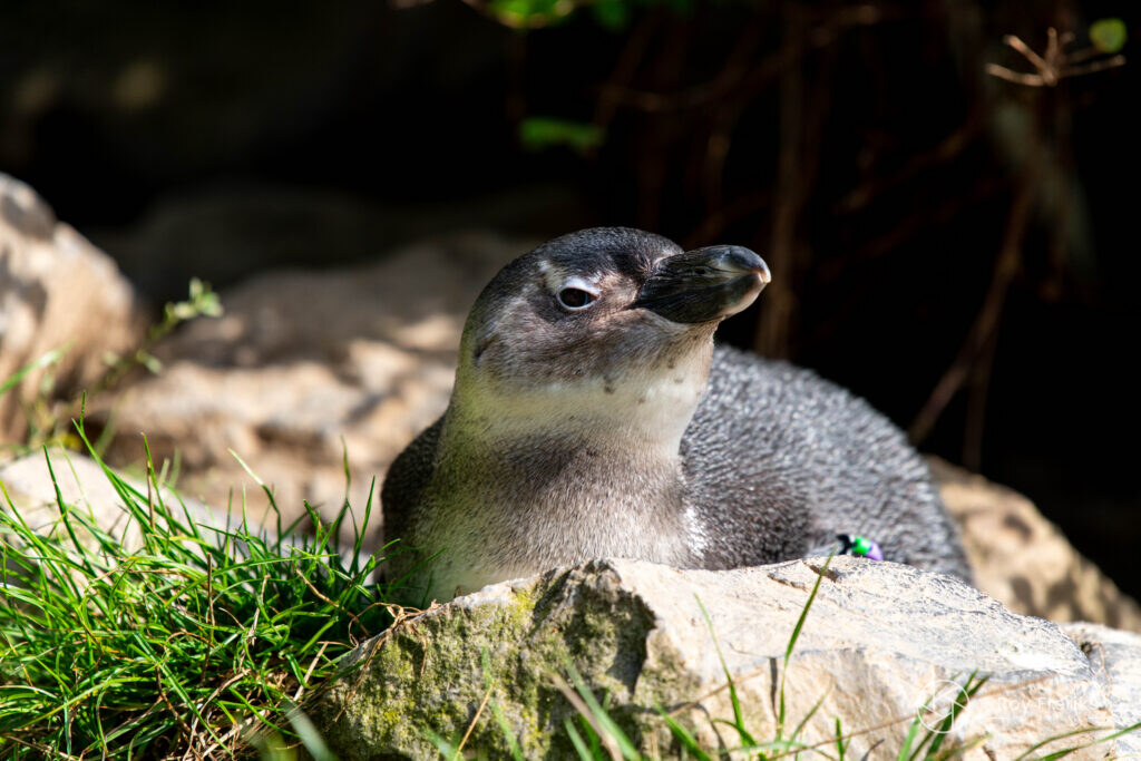 Pinguïn ligt tussen het gras